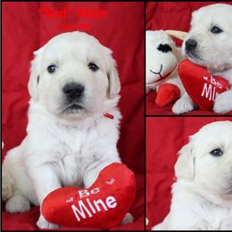 Golden Retriever Puppies from Bullock's Golden Retrievers, LLC