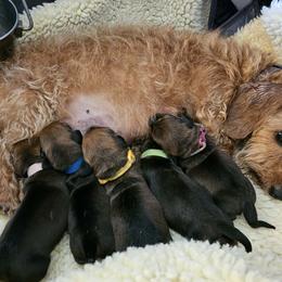 Dachshund puppies from Grand River Dachshunds