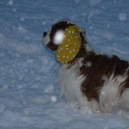 Cavalier King Charles Spaniels from Linda Whitmire's Cavalier King Charles Spaniels