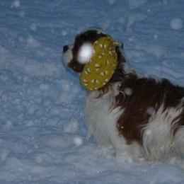 Cavalier King Charles Spaniels from Linda Whitmire's Cavalier King Charles Spaniels
