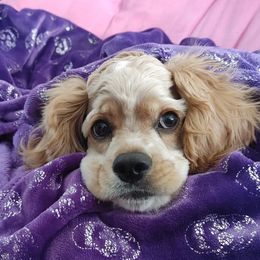 Cocker Spaniel All Grown Up from Laureen's Cocker Spaniels