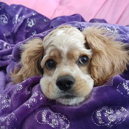Cocker Spaniel All Grown Up from Laureen's Cocker Spaniels