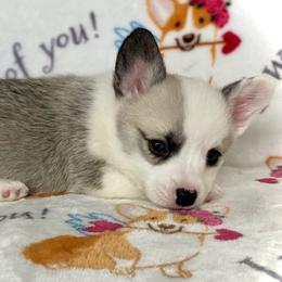 Boots - White and fawn male Pembroke Welsh Corgi puppy in Woodland, Washington from MB Acres Corgis
