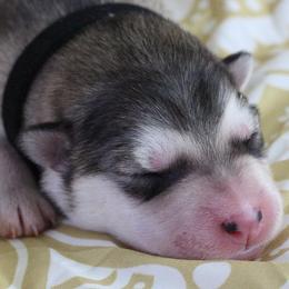 Terri - Black - Sable and white female Alaskan Malamute puppy in Independence, Virginia from New River Valley Malamutes