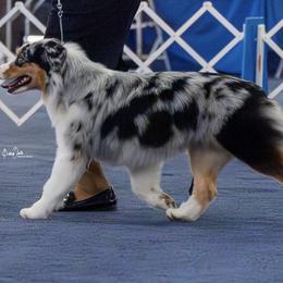 Australian Shepherds from Oceanside Aussies