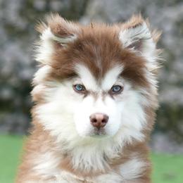 Mufasa - Siberian Husky