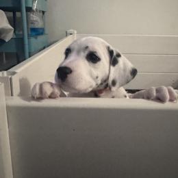 Orange - White and black female Dalmatian puppy in Scarsdale, New York from Jewels and Spots Dalmatians