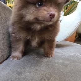 Rocky - Chocolate and tan male Pomeranian puppy in San Jose, California from Ruby's Sky's Kennels Pomeranian's