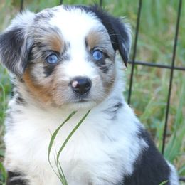 Miniature Australian Shepherds and Toy Australian Shepherds from Hughes Toys Mini Aussies