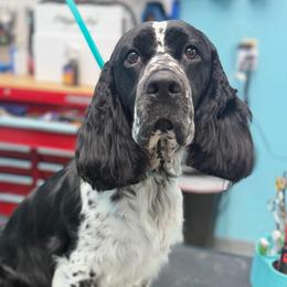 Bexleigh Kate - English Springer Spaniel