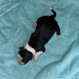 Beauty - Black and white female Border Collie puppy in Henagar, Alabama from Ridge Kap Border Collies