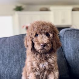 Bo - Red  female Goldendoodle puppy in St George, Utah from Doodle Bears of Southern Utah