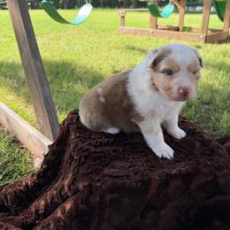 Simba - Red merle male Australian Shepherd puppy in Stillwater, Oklahoma from Brush Creek Australian Shepards