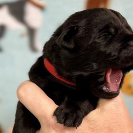 Scarlett - Black Labrador Retriever puppy in Sandpoint, Idaho from Allen Sunnyside AKC Labs