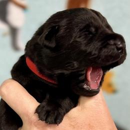 Scarlett - Black Labrador Retriever puppy in Sandpoint, Idaho from Allen Sunnyside AKC Labs