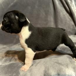 Boston Terrier Puppies from Kelly Homeyer
