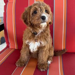 Twinkle - Red female Cavapoo puppy in Gilbert, Arizona from Dani’s Dawgs