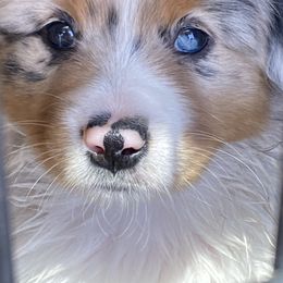 Australian Shepherd and Miniature Australian Shepherd Puppies from Hunt Farms Mini Aussies
