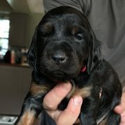 Girl 1 Pink - Black and tan Gordon Setter puppy in Portage, Mi, Michigan from The Duke of Gordon