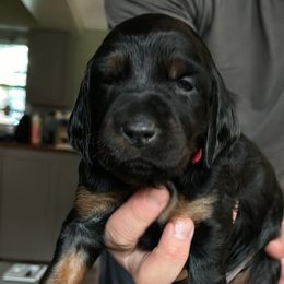 Girl 1 Pink - Black and tan Gordon Setter puppy in Portage, Mi, Michigan from The Duke of Gordon