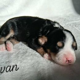 Evan - Tri-color male Bernedoodle puppy in Eau Claire, Wisconsin from Fisher River Doodle's