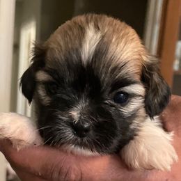 Girl 1 - Brindle female Lhasa Apso puppy in Fort Worth, Texas from Sheri's Lhasa Apso Puppies