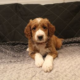 Goldendoodle Puppies from Cali Doodles