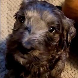 Girl 2 - Merle female Goldendoodle puppy in Holly, Colorado from Vida’s Loving Doodles