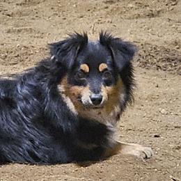 Ranger - Toy Australian Shepherd