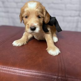 Black collar male - Apricot male Goldendoodle puppy in Piedmont, South Carolina from The Farm at Saluda Ridge