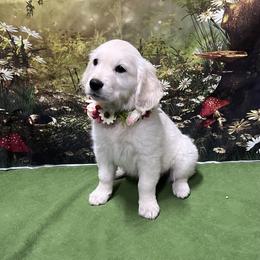 Leilani - Light golden female Golden Retriever puppy in Adair, Oklahoma from Rejoice Retrievers