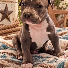 Bruce - Blue tri-color male American Bully puppy in El Paso, Texas from PaPaws Gotta Love It Kennels
