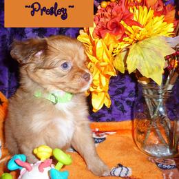 Presley - Orange sable female Pomeranian puppy in Woonsocket, Rhode Island from Walnut Grove Cavaliers