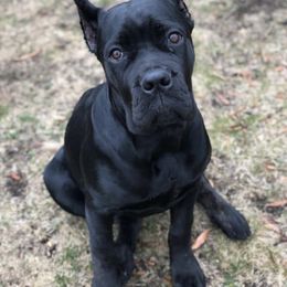 Cane Corso Puppies from Virtue Cane Corso