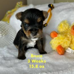Bruce - Black and tan male Yorkshire Terrier puppy in Ashland, Kentucky from Yorkie Paw