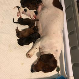 Dachshund Puppies from Bella’s Puppies