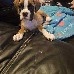 Boxer Puppies from Sanchez Boxers