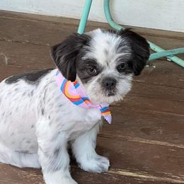 Valerie - Shih Tzu