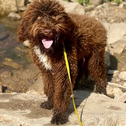 Portuguese Water Dog All Grown Up from McGowan Water Dogs