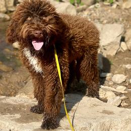 Portuguese Water Dog All Grown Up from McGowan Water Dogs