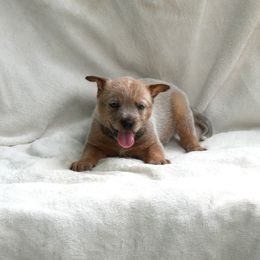Blackberry - Red mottled male Australian Cattle Dog puppy in Buffalo Valley, Tennessee from Buffalo Valley Breeders