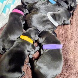 Girl 1 - Black female Flat-Coated Retriever puppy in Woodstock, Georgia from JUBILEE- Flat- Coated Retrievers - AKC AWARD of MERIT BREEDER since 1998