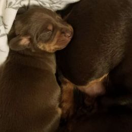 Dachshunds from BooneDox