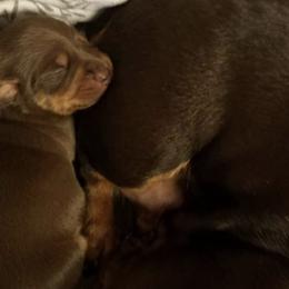 Dachshunds from BooneDox