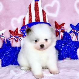 Blue Merle Parti Boy AKC - Blue merle male Pomeranian puppy in Princeton, New Jersey from PureLove Poms.