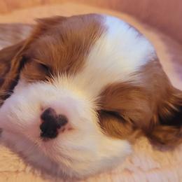 Heart Nose Blenheim boy - Blenheim male Cavalier King Charles Spaniel puppy in Castorland, New York from Faithful Friends Cavaliers