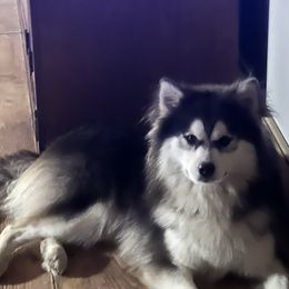 Blu - Pomsky