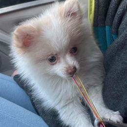 Girl1 - Cream female Pomeranian puppy in Oklahoma from DRB Dachshunds