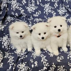 American Eskimo Dog Puppies from SoCal American Eskimos