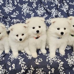 American Eskimo Dog Puppies from SoCal American Eskimos